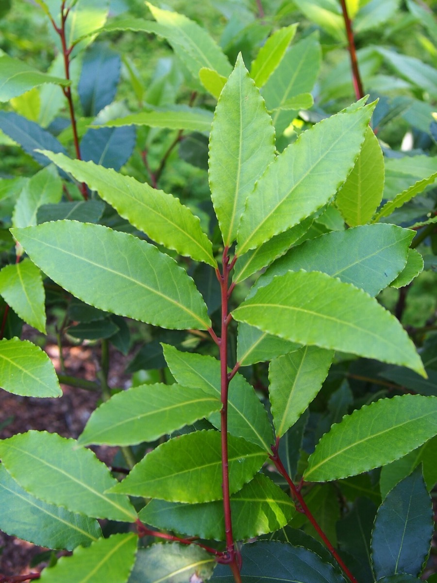 Bay Laurel