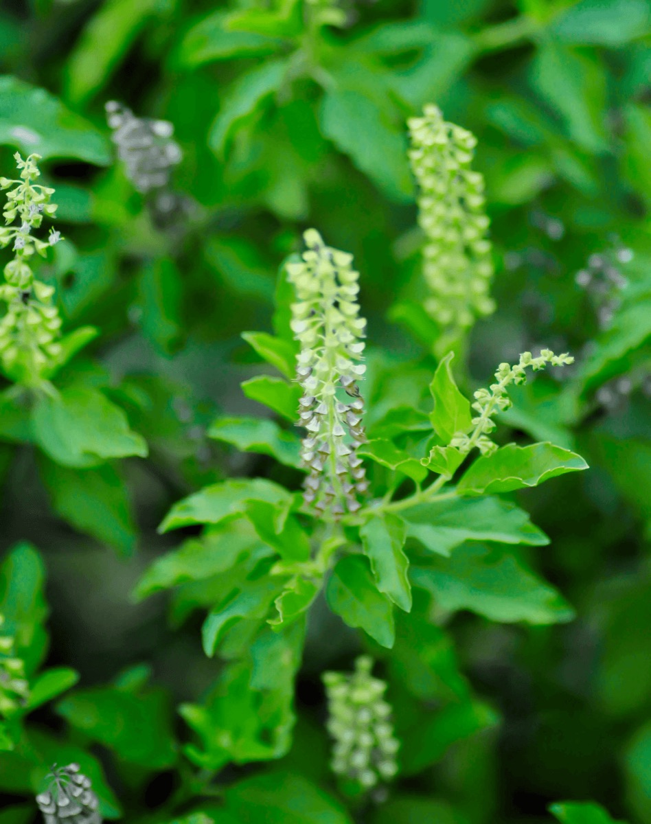 Rejuvenating Herbs