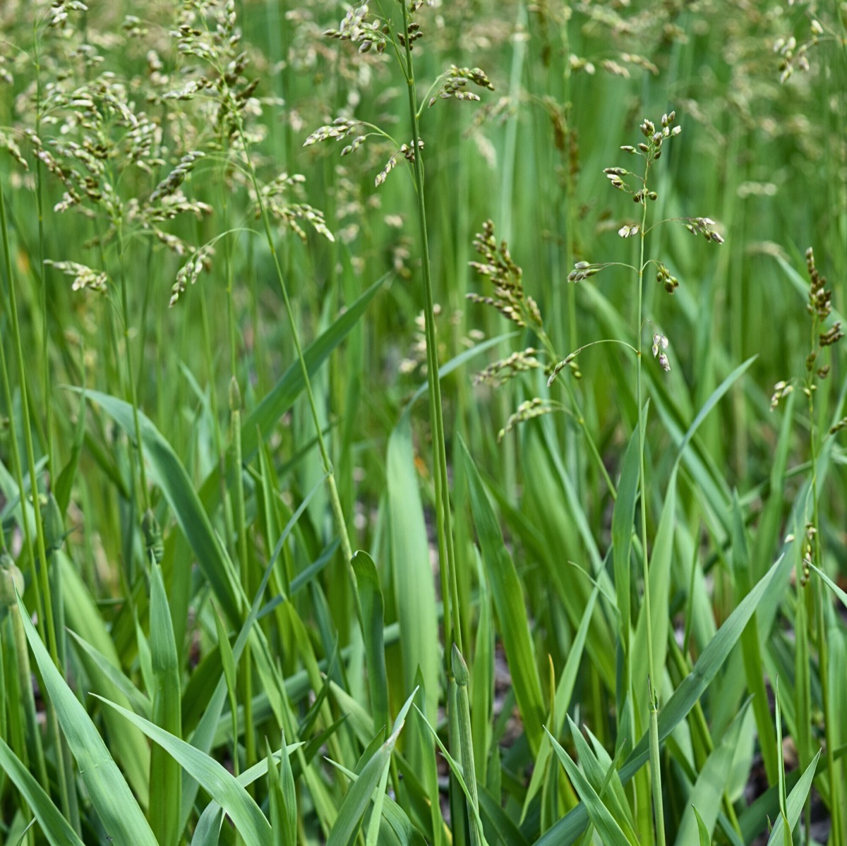 Sweetgrass