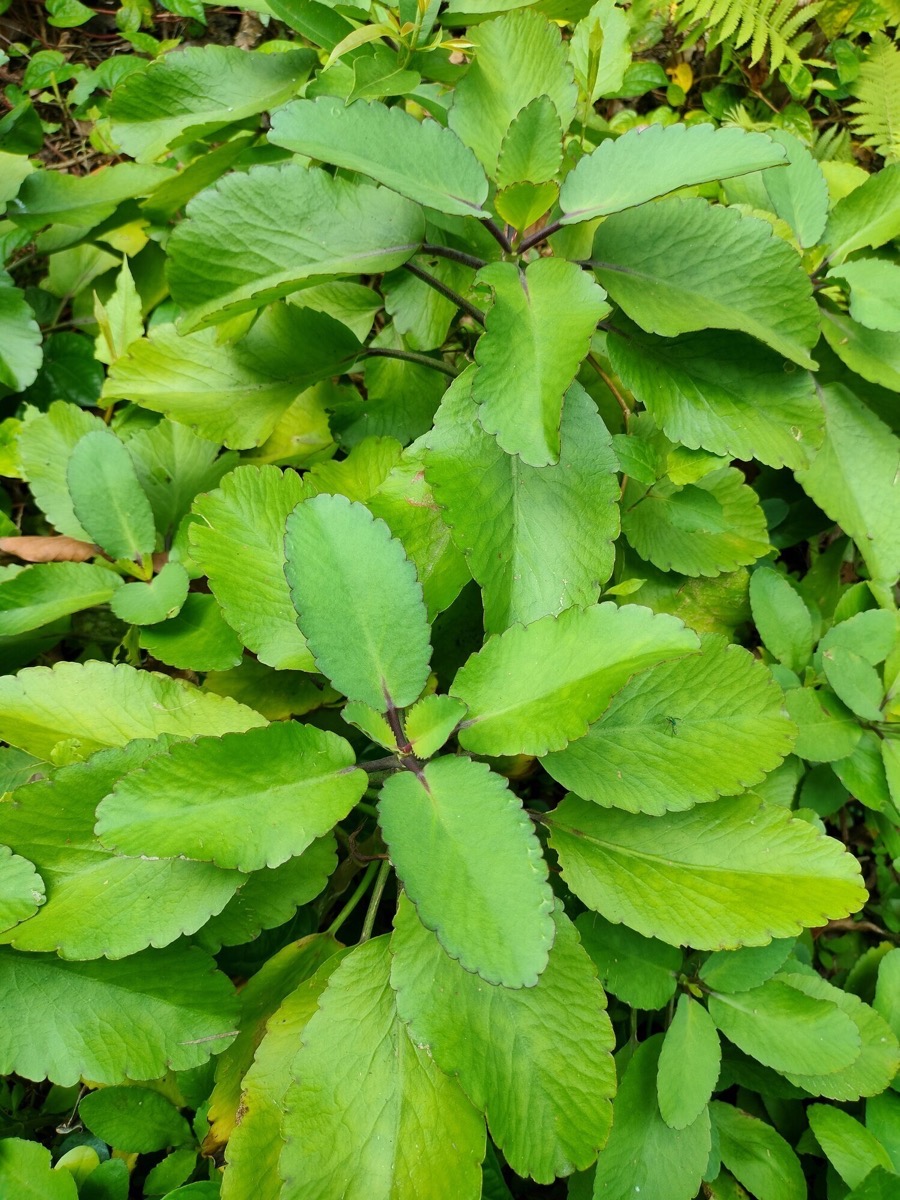 A closer look at Leaf of Life