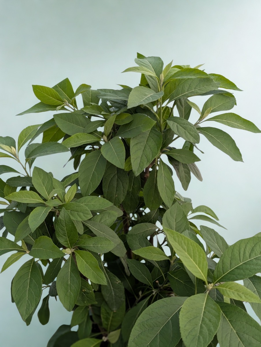 Bitterleaf