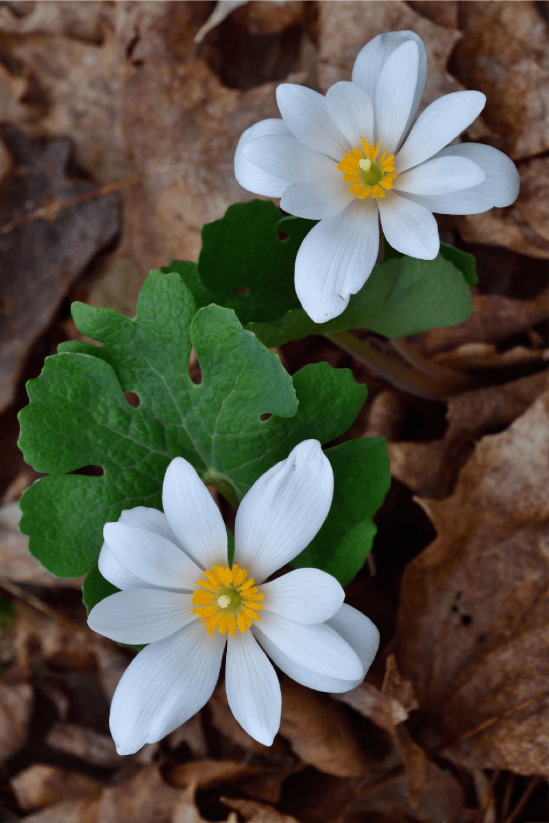 Native North American Herbs