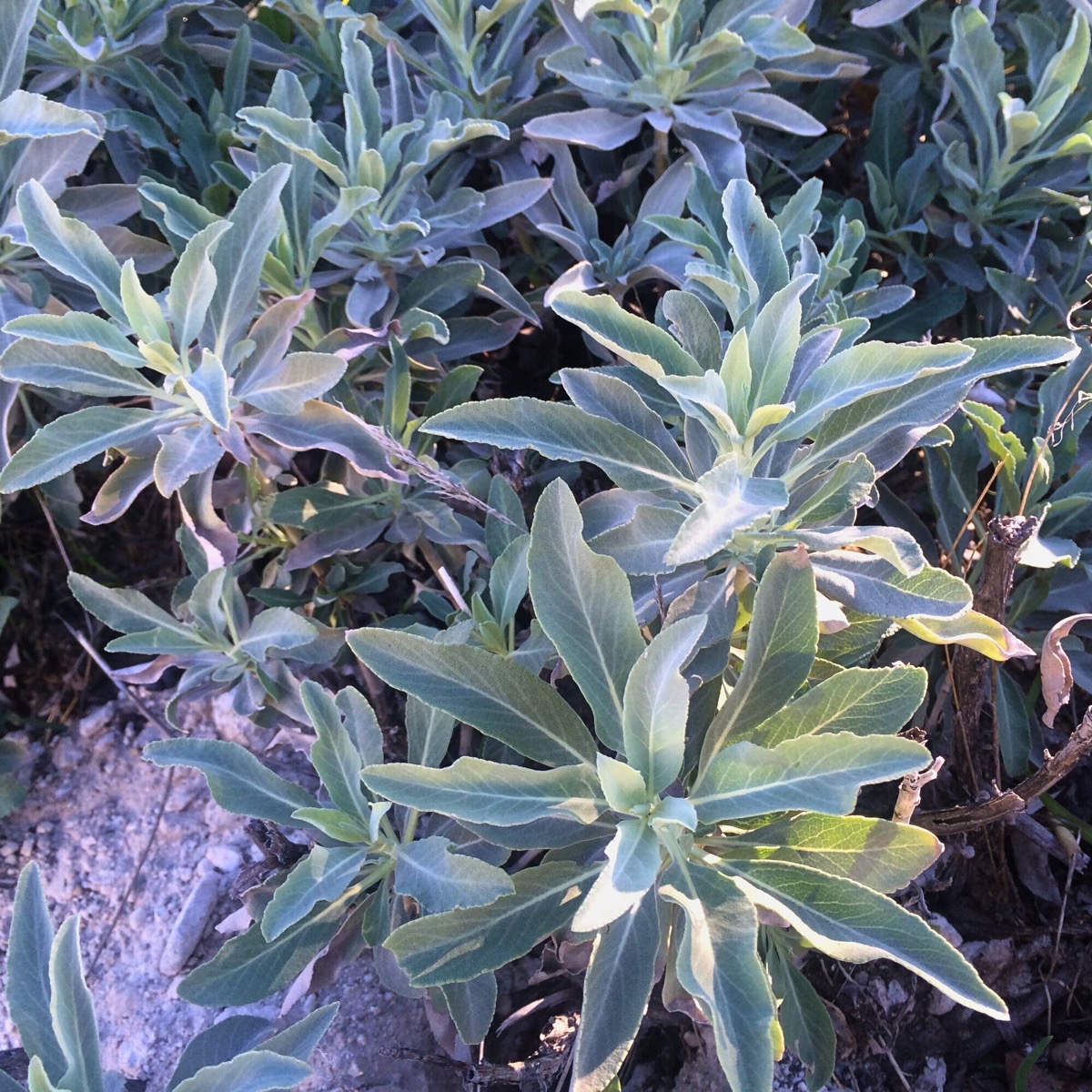 White Sage