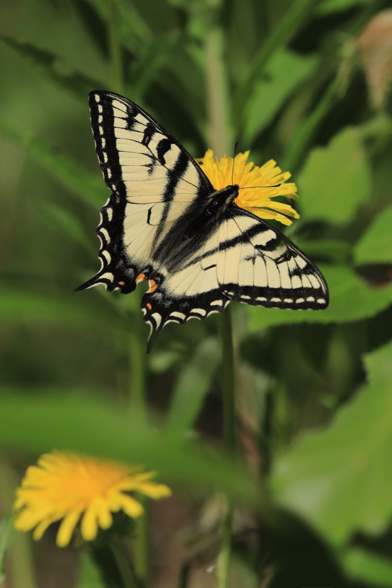 Pollinator Favourites